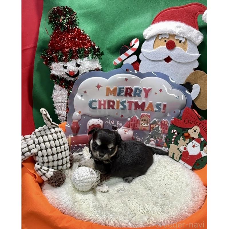 販売中の福岡県のチワワ(ロングコート)-433605の4枚目