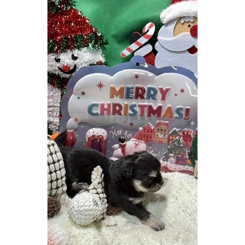 販売中の福岡県のチワワ(ロングコート)-433605の3枚目