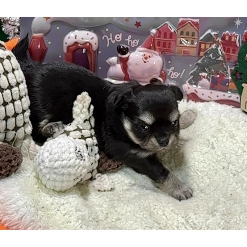 販売中の福岡県のチワワ(ロングコート)-433605の2枚目