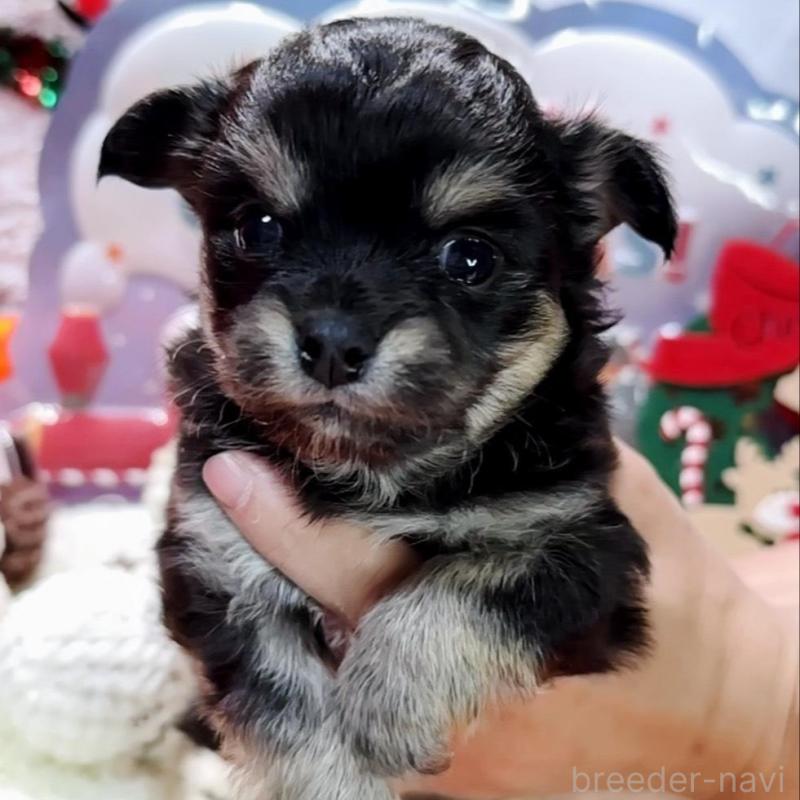 販売中の福岡県のチワワ(ロングコート)-433605