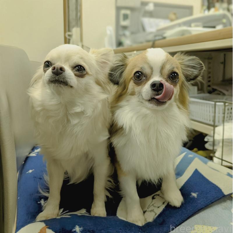 販売中の東京都のチワワ(ロングコート)-421871の2枚目