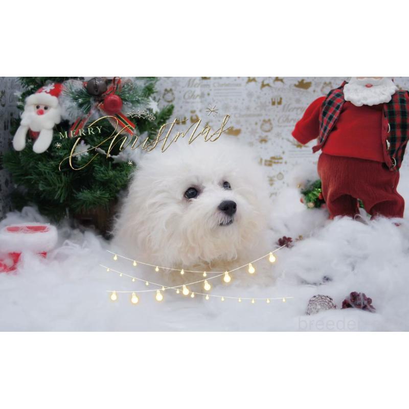 商談中の千葉県のビションフリーゼ-403669の4枚目