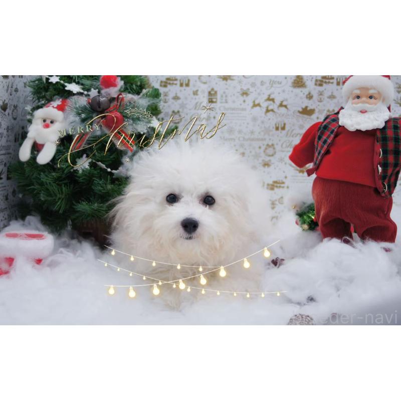 商談中の千葉県のビションフリーゼ-403669の3枚目