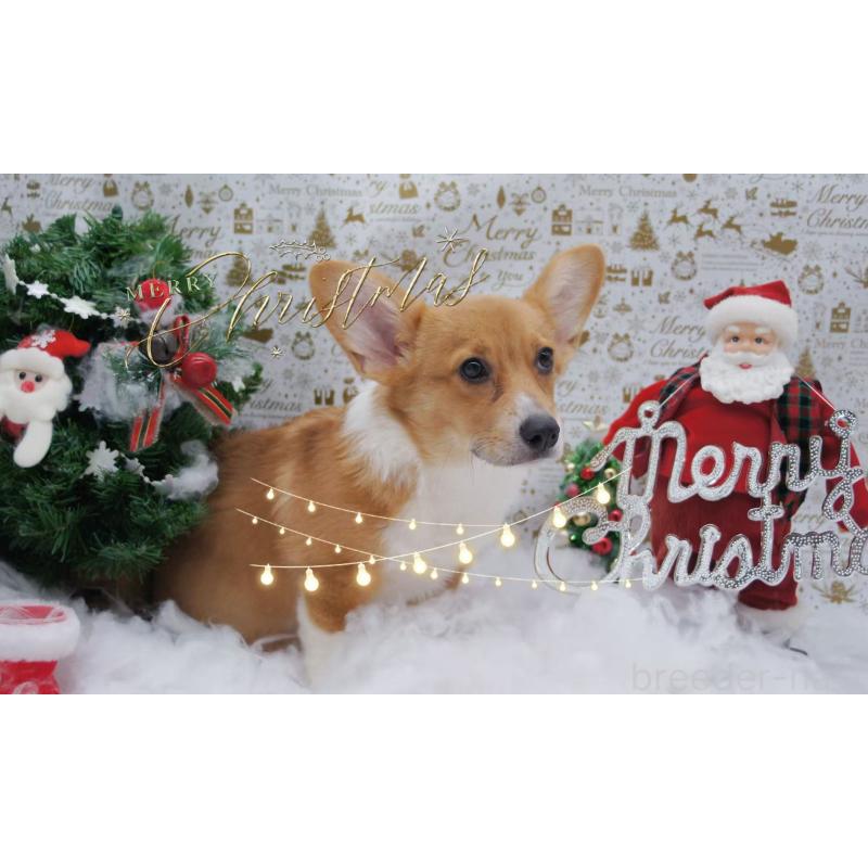 販売中の千葉県のウェルシュコーギーペンブローク-418734の3枚目