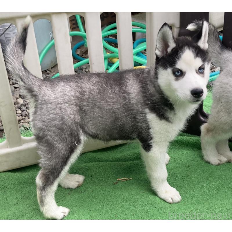 販売中の静岡県のシベリアンハスキー-425190