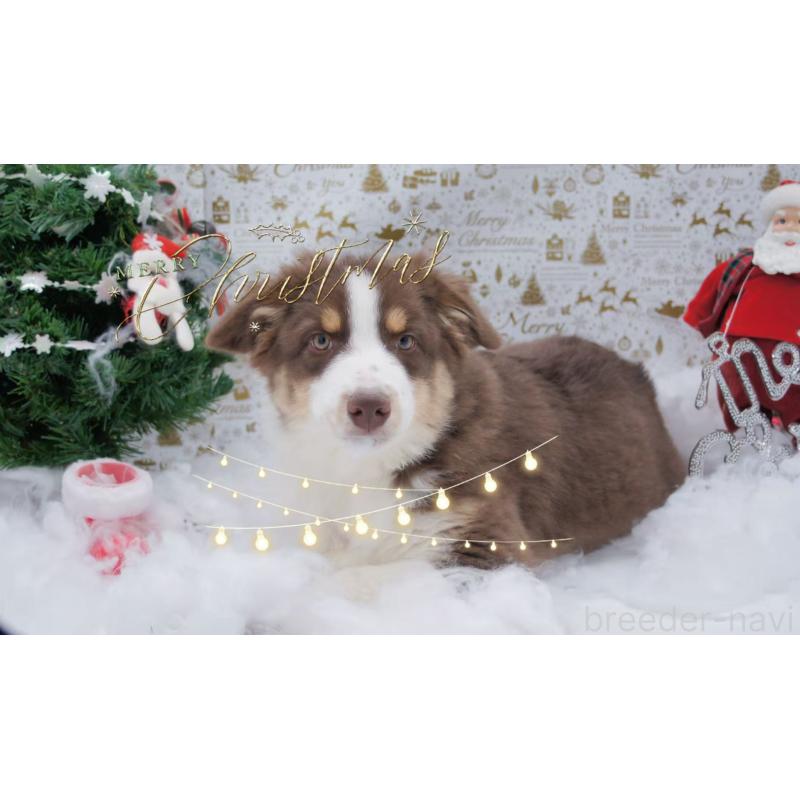 販売中の千葉県のオーストラリアンシェパード-412665の4枚目