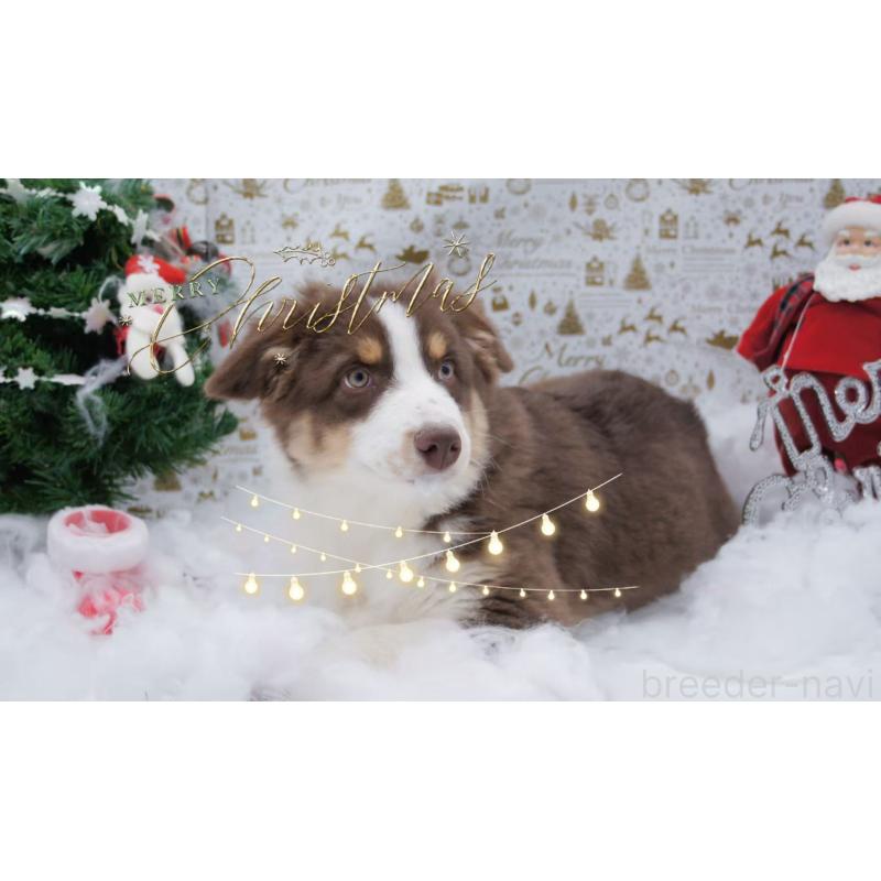 販売中の千葉県のオーストラリアンシェパード-412665の3枚目