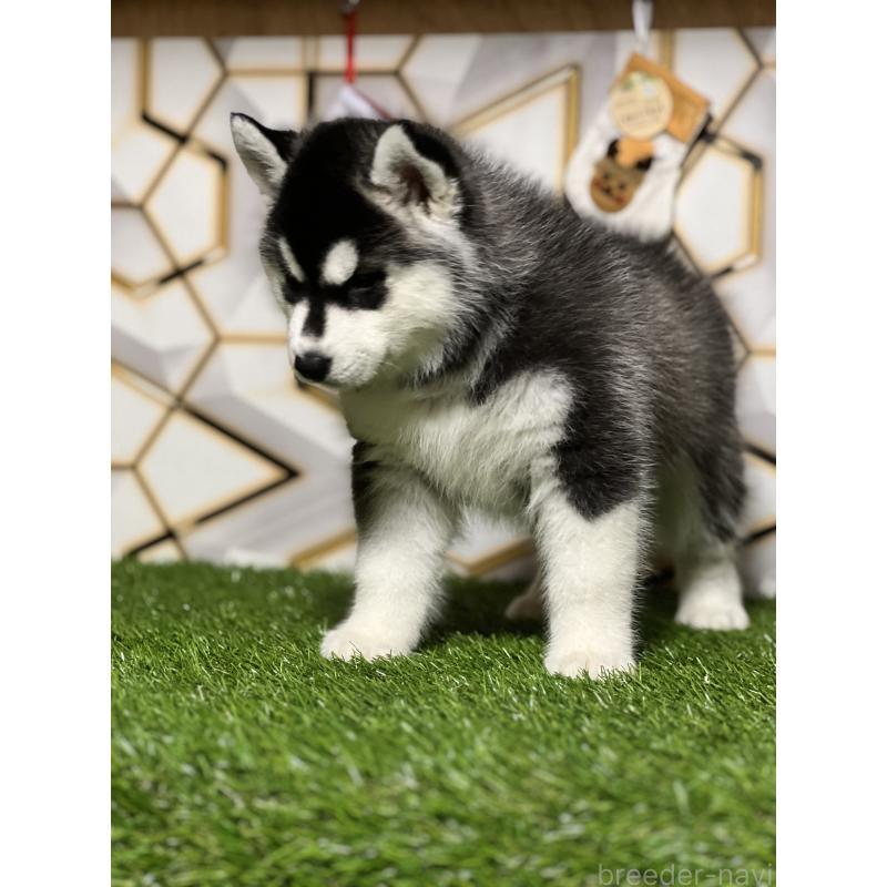 販売中の静岡県のシベリアンハスキー-426759の7枚目