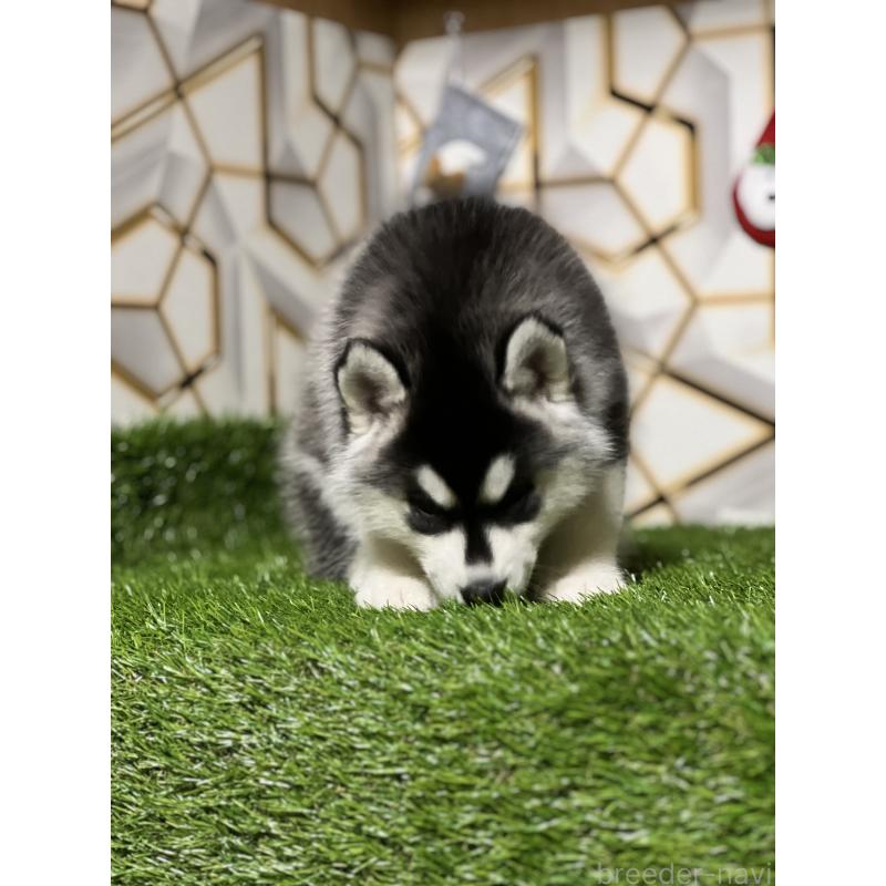 販売中の静岡県のシベリアンハスキー-426759の5枚目