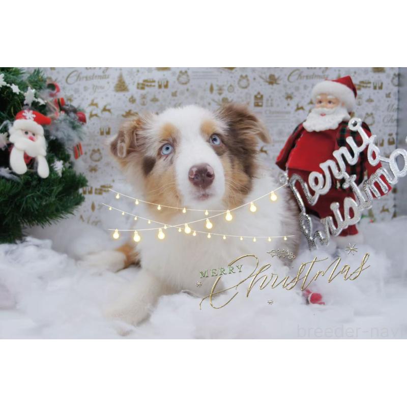 販売中の千葉県のオーストラリアンシェパード-412668の2枚目