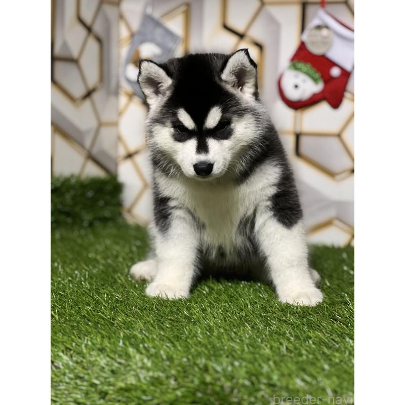 販売中の静岡県のシベリアンハスキー-426759の3枚目