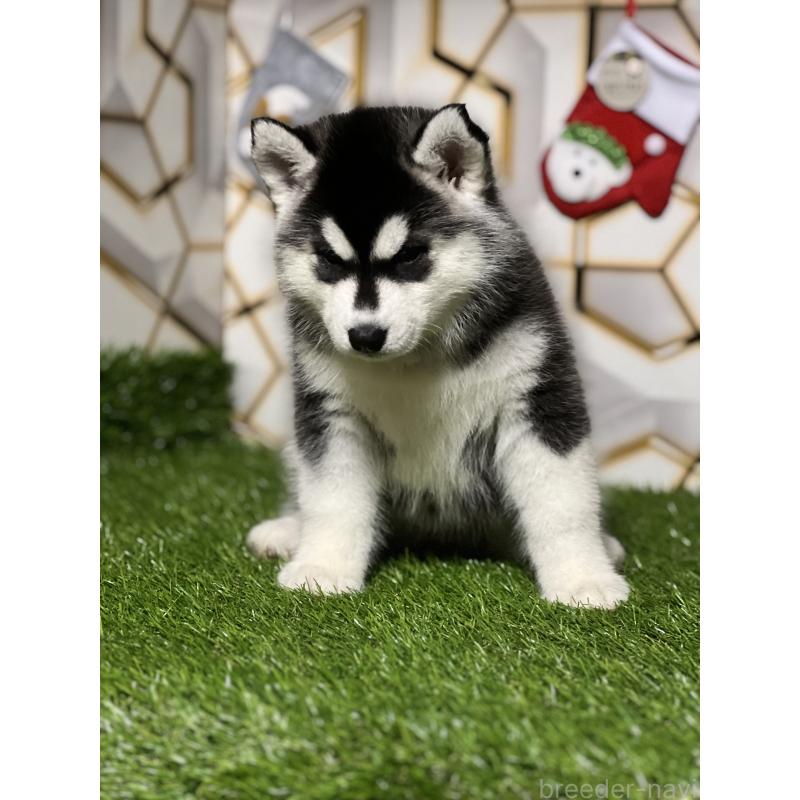 販売中の静岡県のシベリアンハスキー-426759の2枚目