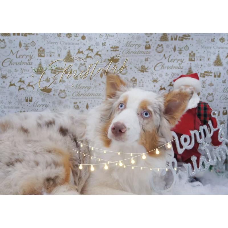 販売中の千葉県のオーストラリアンシェパード-395894の3枚目