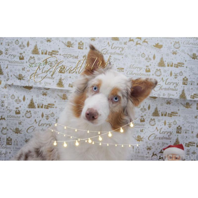 販売中の千葉県のオーストラリアンシェパード-395894の2枚目