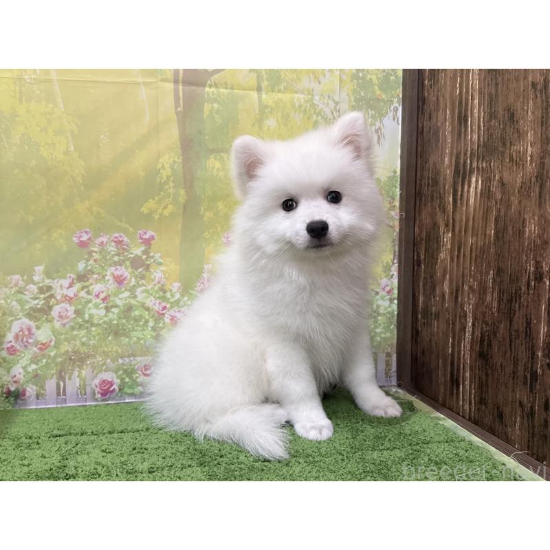 販売中の埼玉県の日本スピッツ-433612の5枚目