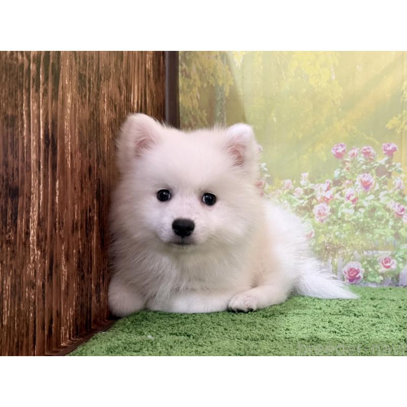 販売中の埼玉県の日本スピッツ-433612の4枚目