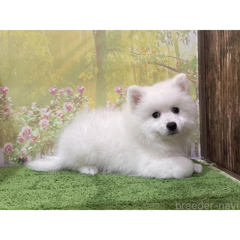 販売中の埼玉県の日本スピッツ-433612の3枚目