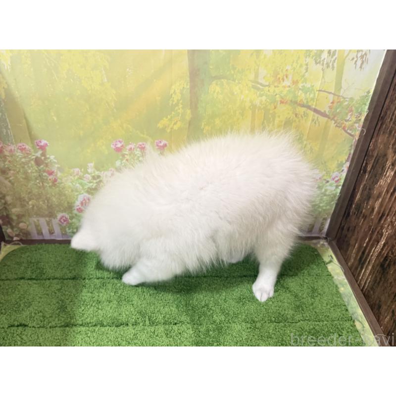 販売中の埼玉県の日本スピッツ-433612の2枚目