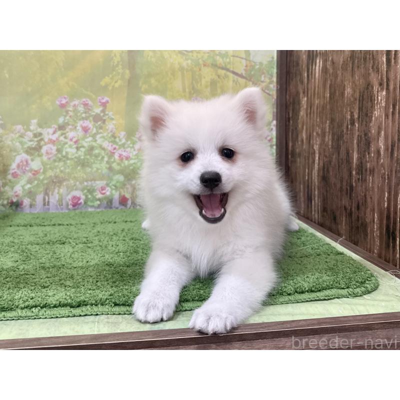 販売中の埼玉県の日本スピッツ-433613の5枚目