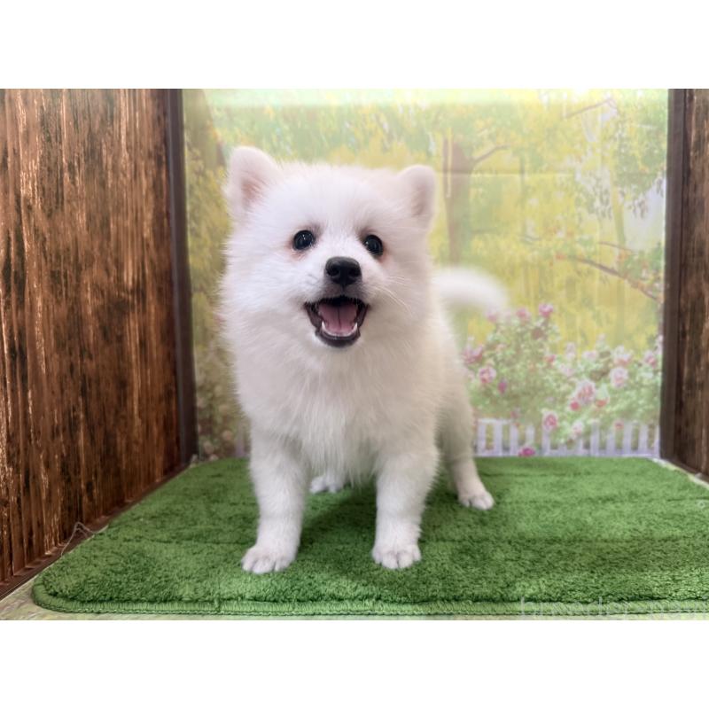 販売中の埼玉県の日本スピッツ-433613の4枚目