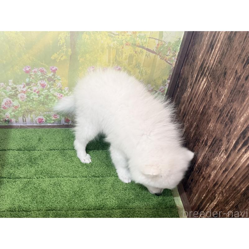 販売中の埼玉県の日本スピッツ-433613の3枚目