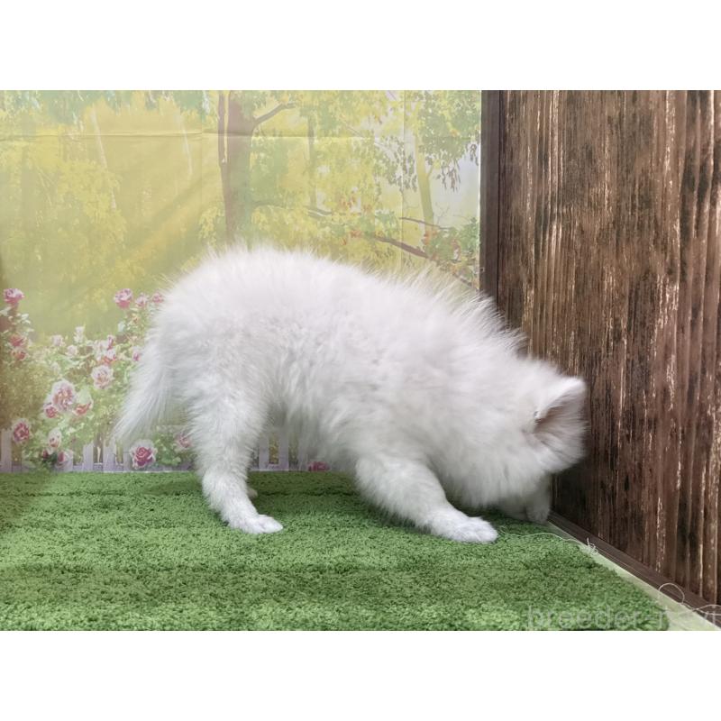 販売中の埼玉県の日本スピッツ-433613の2枚目