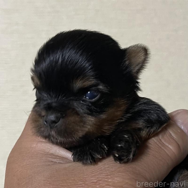 販売中の岡山県のヨークシャーテリア-431171