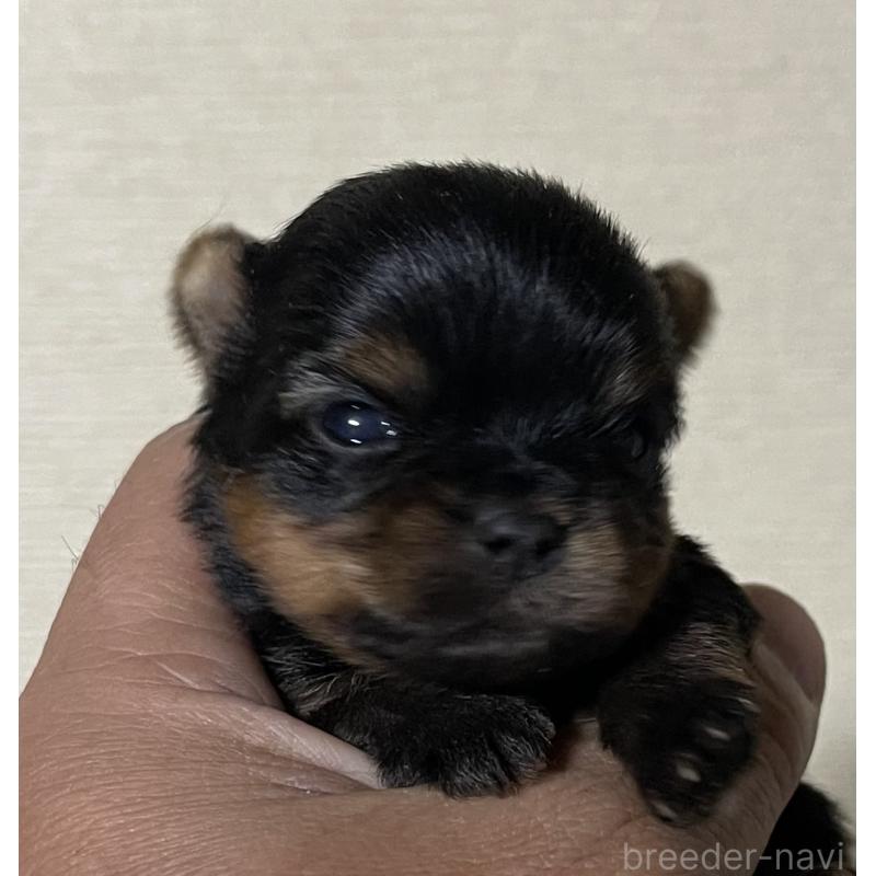 販売中の岡山県のヨークシャーテリア-431171の7枚目