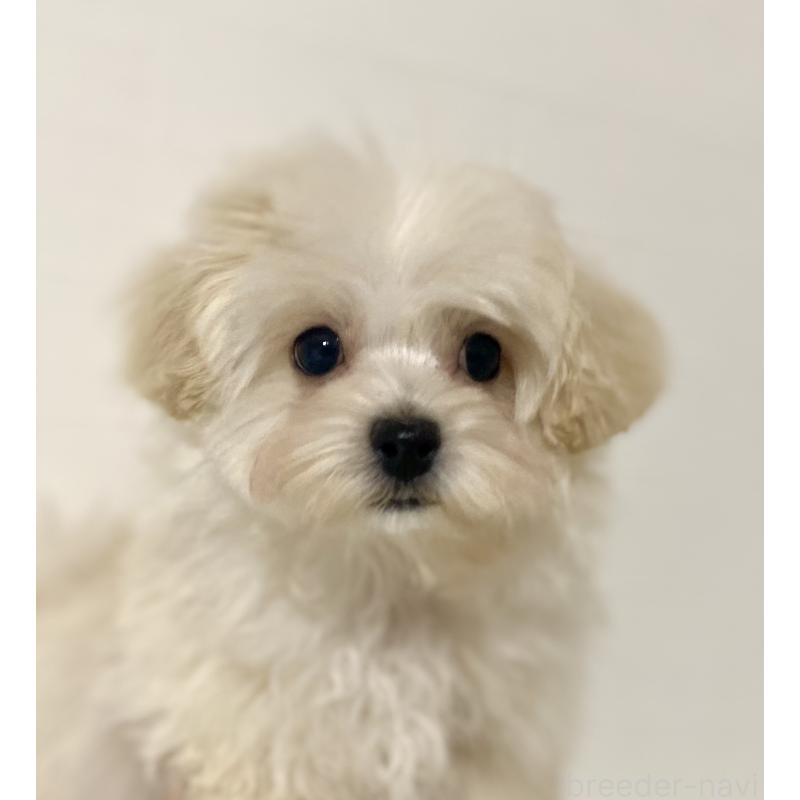 販売中の静岡県のマルプー:マルチーズ×トイプードル-433616の5枚目