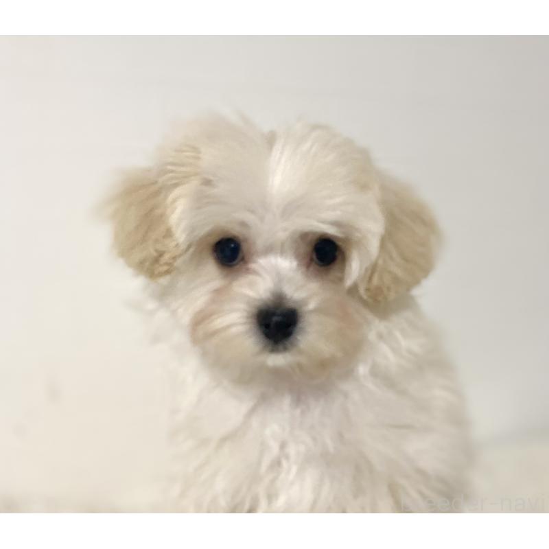 販売中の静岡県のマルプー:マルチーズ×トイプードル-433616の4枚目