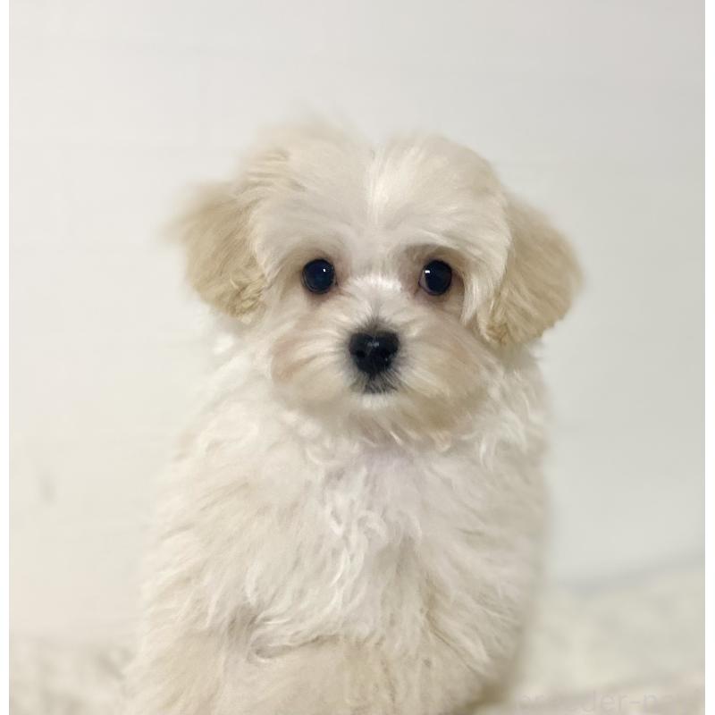 販売中の静岡県のマルプー:マルチーズ×トイプードル-433616の3枚目