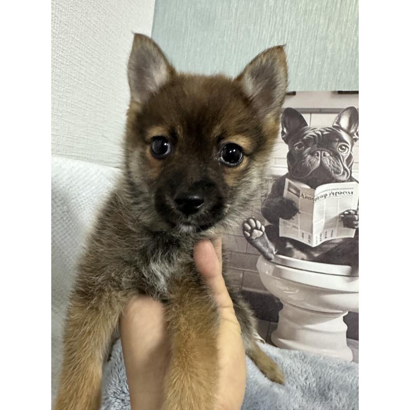 販売中の福岡県のミックス犬-419499の3枚目