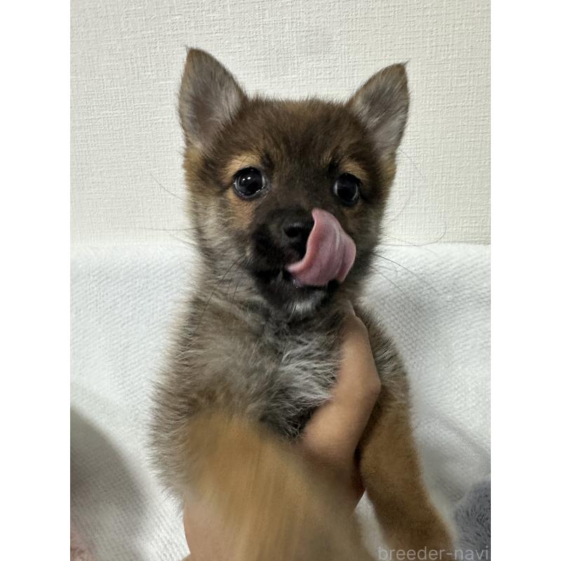 販売中の福岡県のミックス犬-419499の2枚目