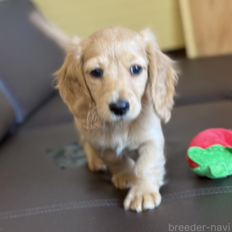 販売中の埼玉県のミニチュアダックスフンド(ロングヘアード)-433617の12枚目