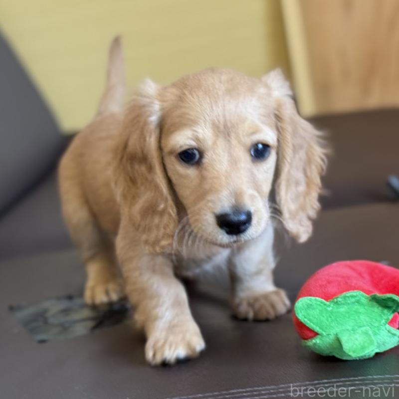 販売中の埼玉県のミニチュアダックスフンド(ロングヘアード)-433617の11枚目