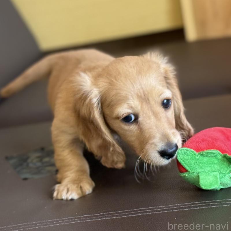 販売中の埼玉県のミニチュアダックスフンド(ロングヘアード)-433617の10枚目