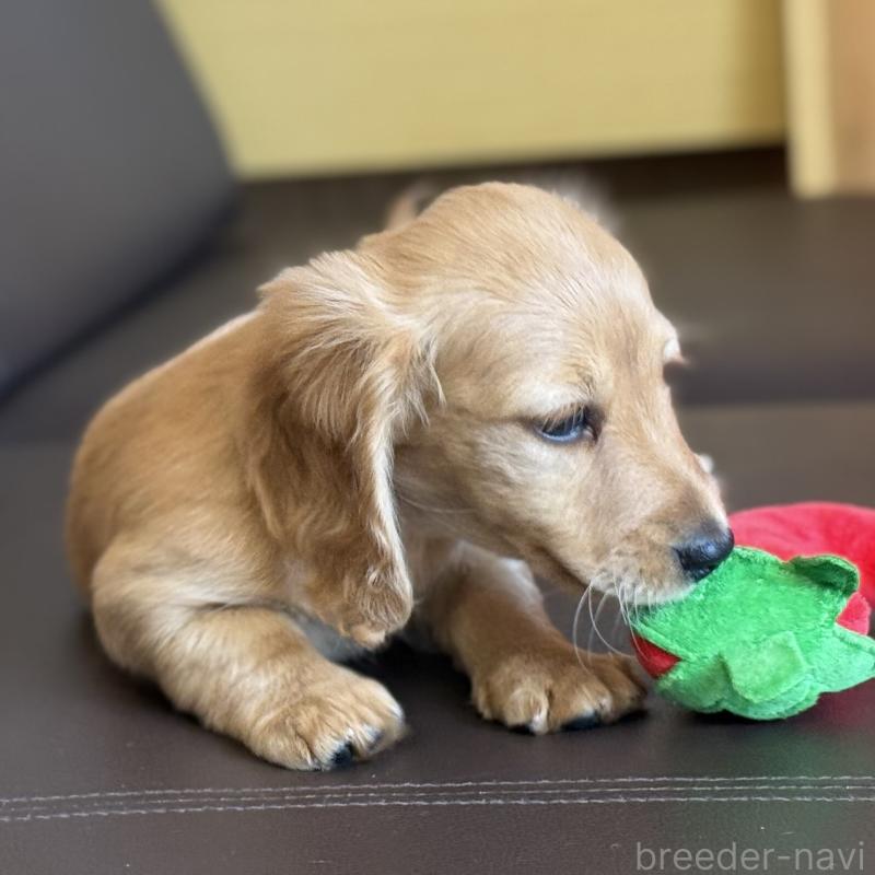 販売中の埼玉県のミニチュアダックスフンド(ロングヘアード)-433617の9枚目