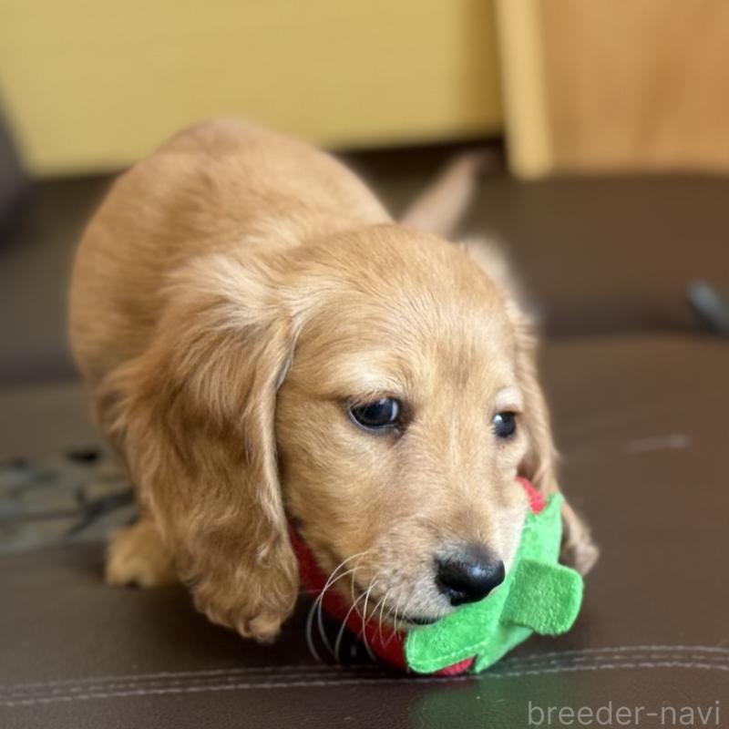 販売中の埼玉県のミニチュアダックスフンド(ロングヘアード)-433617の8枚目