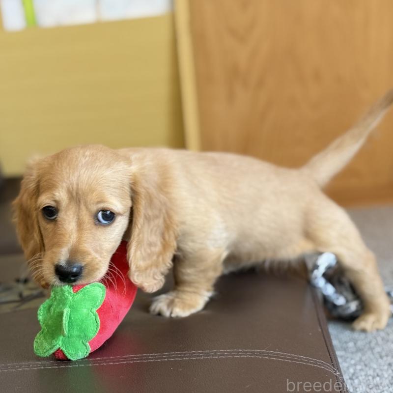 販売中の埼玉県のミニチュアダックスフンド(ロングヘアード)-433617の7枚目