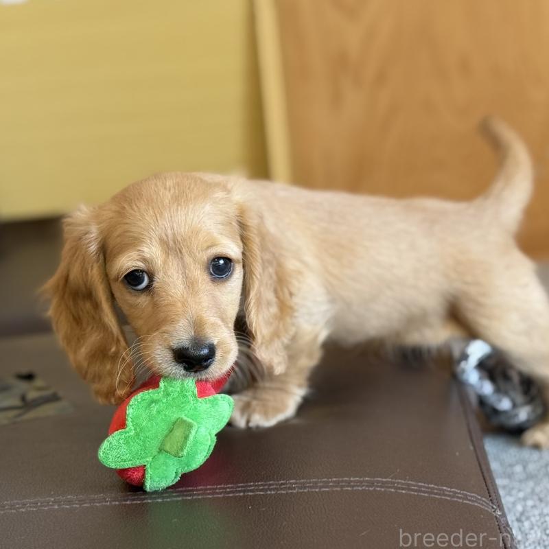 販売中の埼玉県のミニチュアダックスフンド(ロングヘアード)-433617の5枚目