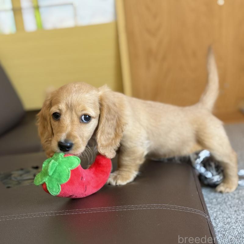 販売中の埼玉県のミニチュアダックスフンド(ロングヘアード)-433617の4枚目