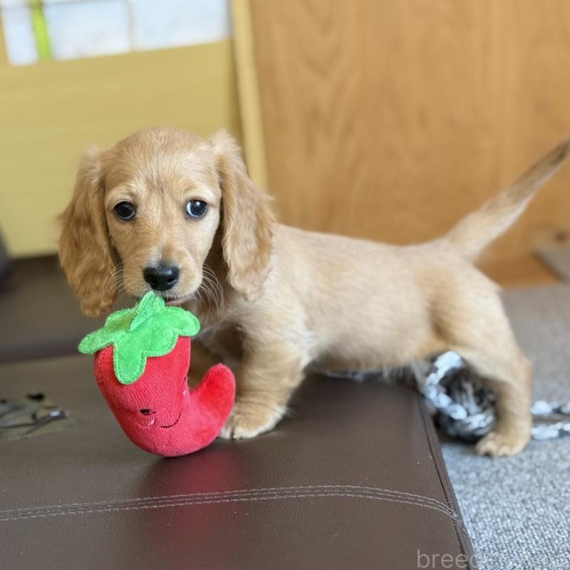 販売中の埼玉県のミニチュアダックスフンド(ロングヘアード)-433617