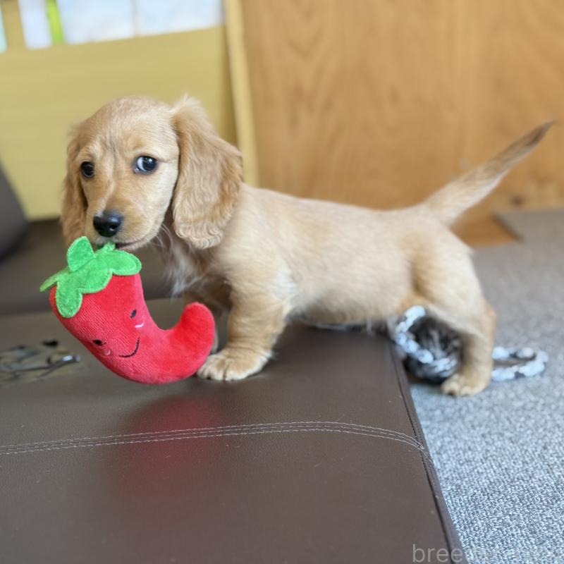 販売中の埼玉県のミニチュアダックスフンド(ロングヘアード)-433617の3枚目