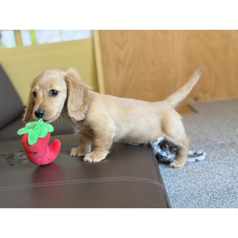 販売中の埼玉県のミニチュアダックスフンド(ロングヘアード)-433617の2枚目