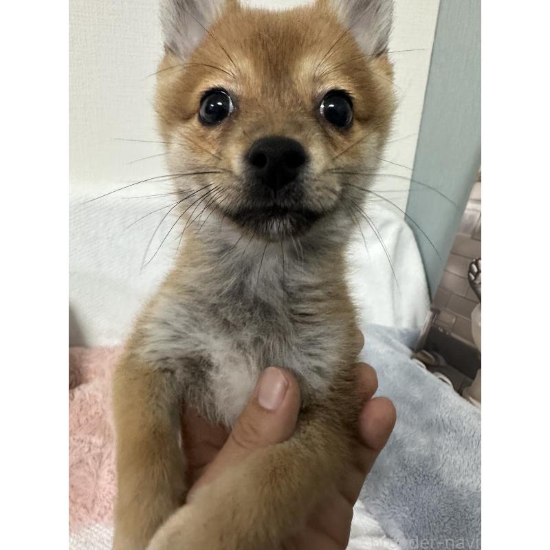 販売中の福岡県のミックス犬-419534の2枚目