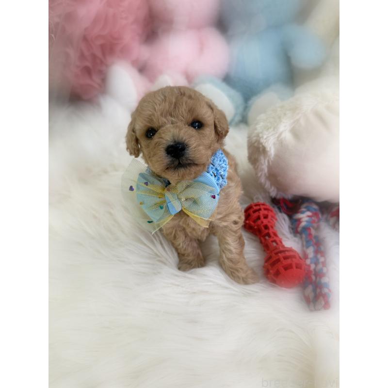 販売中の香川県のトイプードル-433619の5枚目