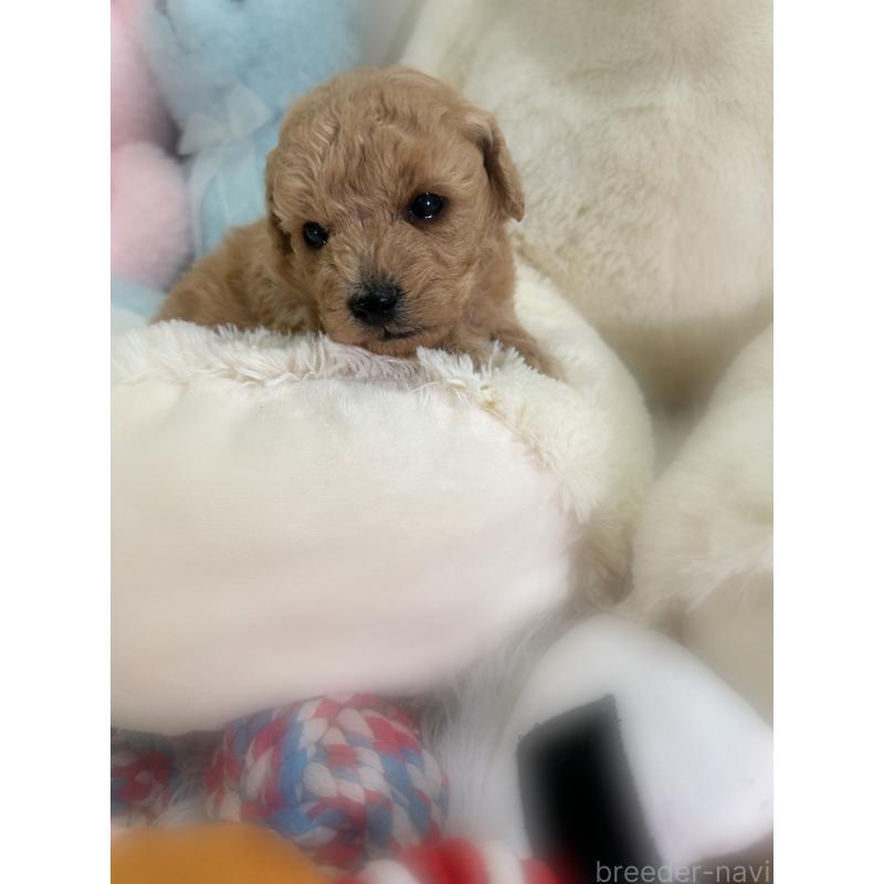 販売中の香川県のトイプードル-433619の4枚目