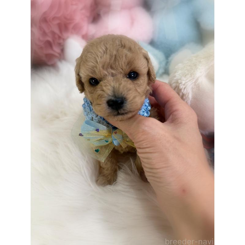 販売中の香川県のトイプードル-433619の3枚目