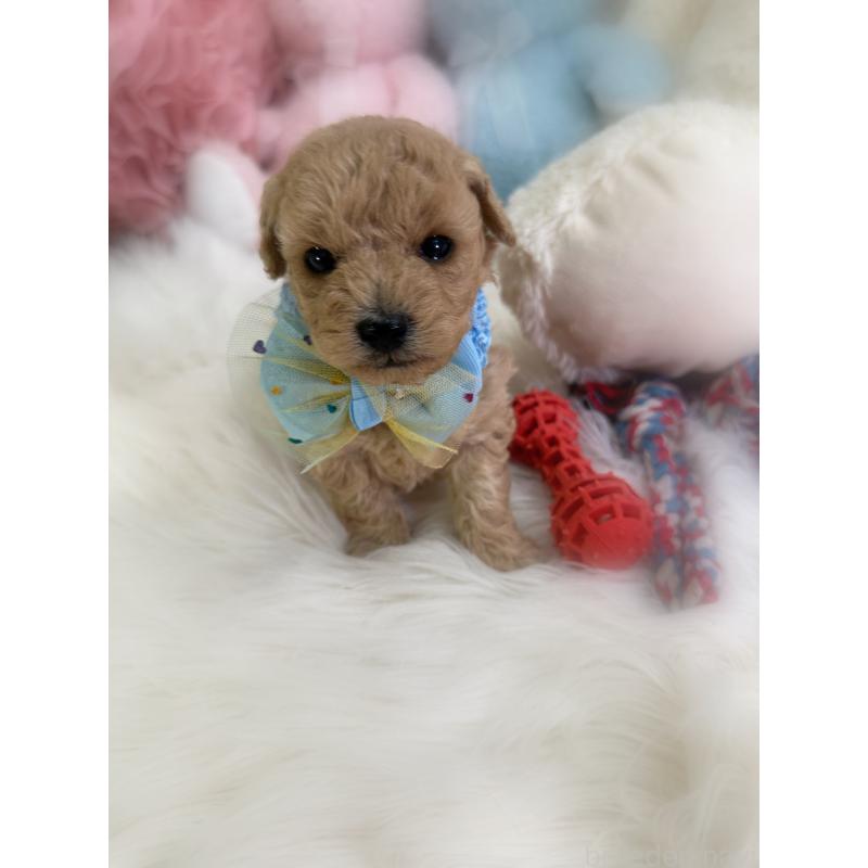 販売中の香川県のトイプードル-433619の2枚目