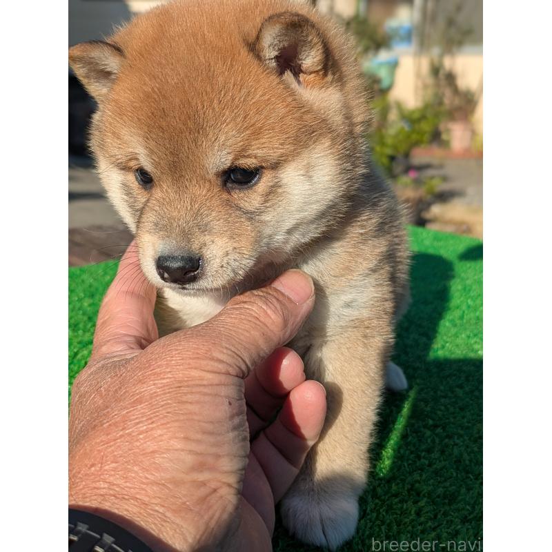 成約済の鹿児島県の豆柴-428460の6枚目